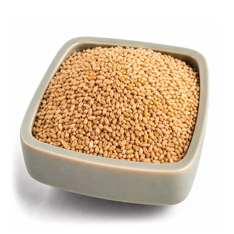 گندم اصفهان